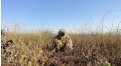 Маскировочный халат Taganrog Друид – купить по цене 3500 руб. в интернет-магазине в городе Кемерово картинка 17